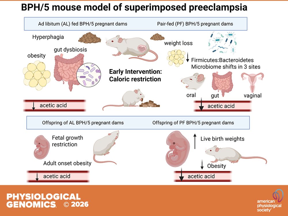 Physiological Genomics tweet media