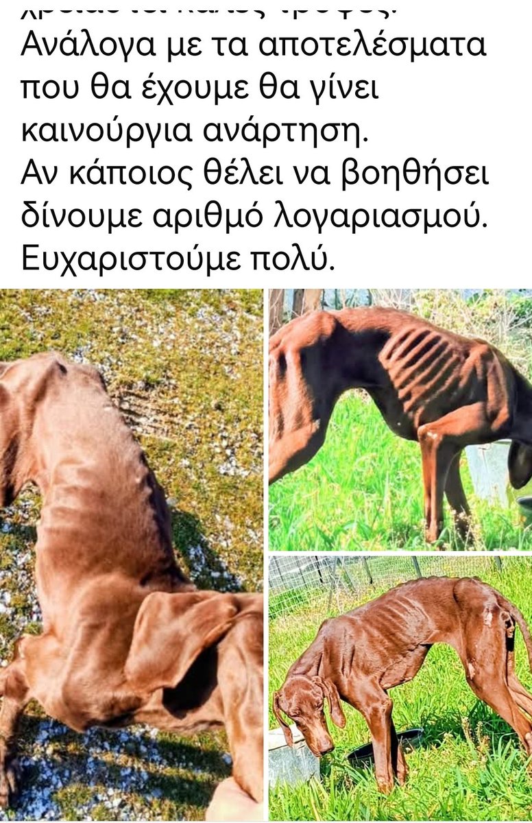 Christinalirou2's tweet photo. Έκκληση κάνει η Ζεστή Αγκαλιά για την σκυλίτσα που βρέθηκε στις Σέρρες. Όποια βοηθεια δεκτή. https://t.co/431C3Vyhsa