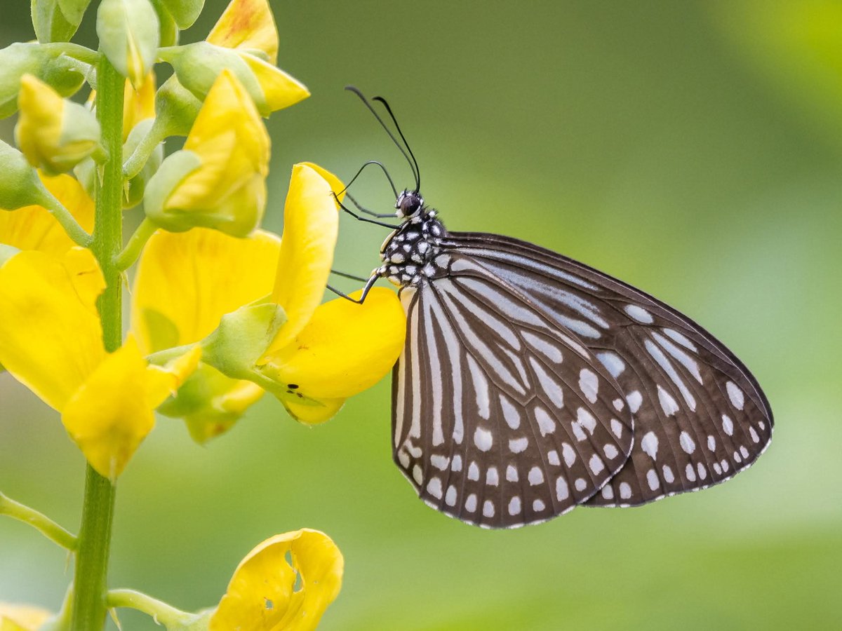 BP_Chua's tweet image. Dark Glassy Tiger
#Butterfly #insect #nature #photography