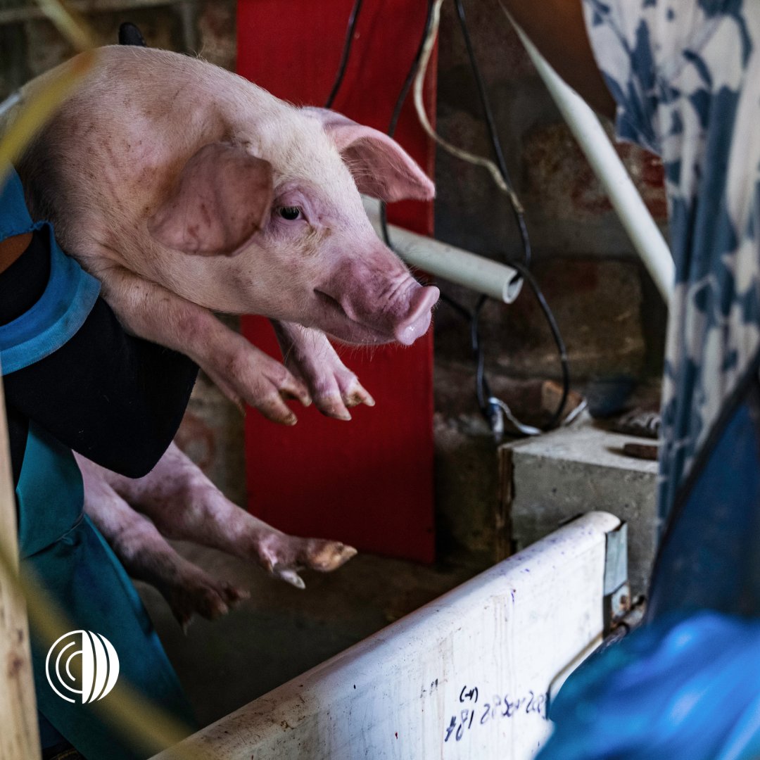 Organización Mundial de Sanidad Animal - Americas tweet media