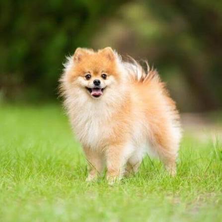 UnaCRandom's tweet photo. Para mí está sería una línea evolutiva perfecta para #Pombon, pasar de un pomerania a un chouchou y después a un Mastín tibetano queda muy bien siguiendo la idea de un perro peludo 

#PokemonWindsWaves https://t.co/6zjpdCwce0