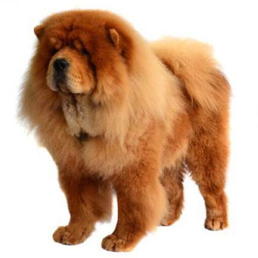 UnaCRandom's tweet photo. Para mí está sería una línea evolutiva perfecta para #Pombon, pasar de un pomerania a un chouchou y después a un Mastín tibetano queda muy bien siguiendo la idea de un perro peludo 

#PokemonWindsWaves https://t.co/6zjpdCwce0