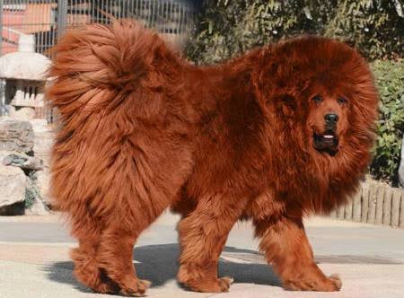 UnaCRandom's tweet photo. Para mí está sería una línea evolutiva perfecta para #Pombon, pasar de un pomerania a un chouchou y después a un Mastín tibetano queda muy bien siguiendo la idea de un perro peludo 

#PokemonWindsWaves https://t.co/6zjpdCwce0