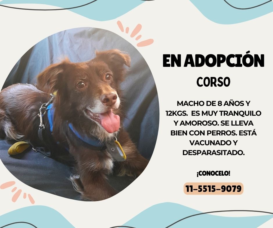 Encontramos a Corso perdido en el finde del Carnaval pero nadie lo reclamó. Ahora ya pasó por la vete y está listo para encontrar una familia. Es muy amoroso! Me ayudan con la difusión? <a href="/lagarzasosa_/">Puchi</a> <a href="/JungParkAR/">Jung Park</a>