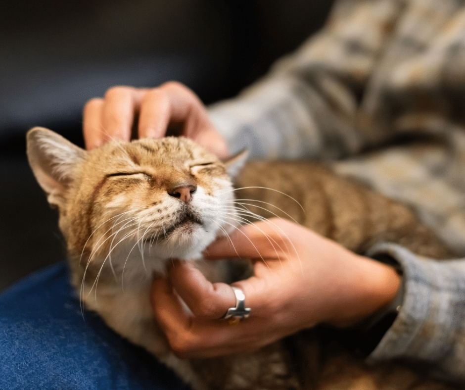 Network For Animals 🐾 tweet media