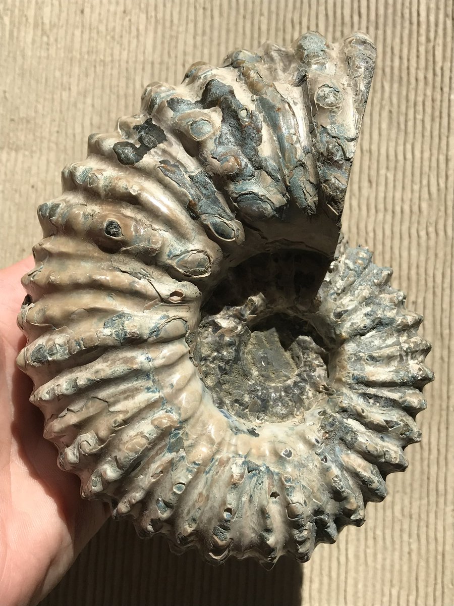 マダマダマダガスカル (@xkpSNxcigsIRTGZ) / Posts / X