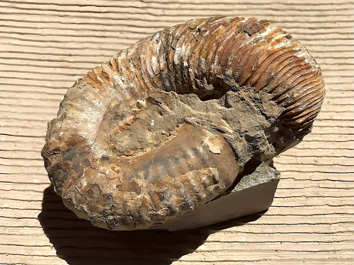 マダマダマダガスカル (@xkpSNxcigsIRTGZ) / Posts / X