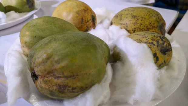 NDTVFood's tweet image. This Extremely Rare Mango From Bengal Sells For Rs 2,000 A Piece. Harsh Goenka Says Even He Can't Afford
food.ndtv.com/news/this-extr…
#harshgoenka #Kohitur #mango