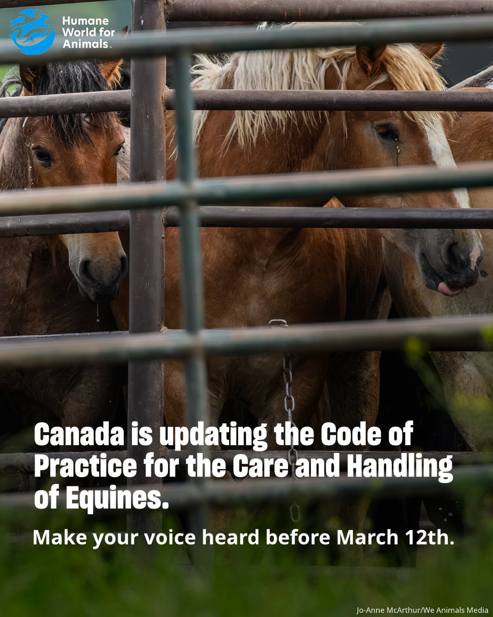 Humane World for Animals Canada tweet media