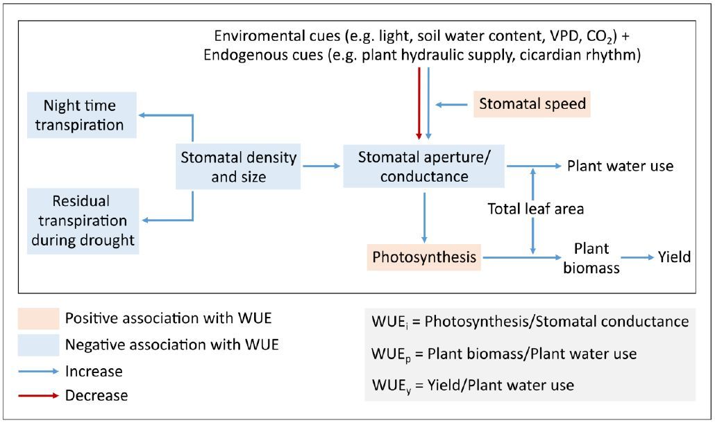 Stomata as an important hub for the ecophysiology of leaves and non-foliar tissues (Danilo M Daloso , Francisco Bruno S Freire , Eva Gomes Morais , Valéria F Lima , et al) doi.org/10.1093/plphys… <a href="/ASPB/">ASPB</a> #PlantSci