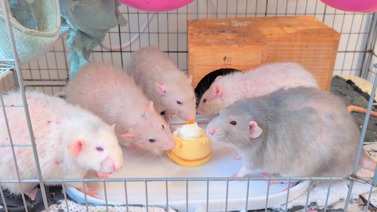 ファンしぃ🐀🐁⸒⸒ tweet media