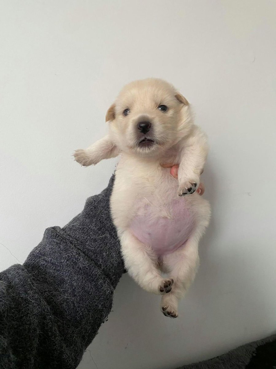 woof "pronouns" woofington tweet media