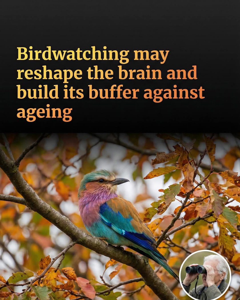 🚨 New research reveals that birdwatching can literally rewire the human brain.

For years, enthusiasts have touted the peaceful nature of birdwatching, but new neuroscientific evidence suggests the hobby offers far more than just relaxation. Researchers have discovered that