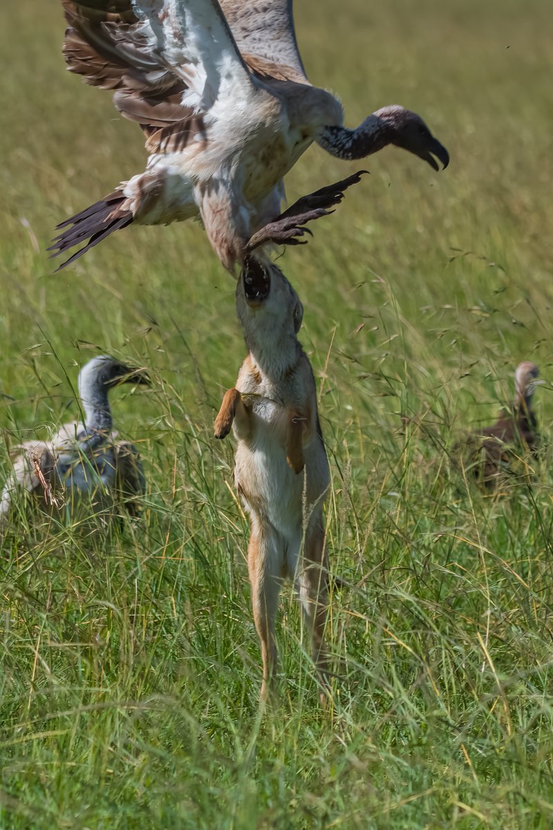 bownaankamal's tweet image. Scavengers – Claws Vs Jaws | Masai Mara | Kenya
Photo by @bownaankamal 
.

.
#animalsofafrica #masaimara #mammalwatching #safariwildlife #thegreatestmasaimara