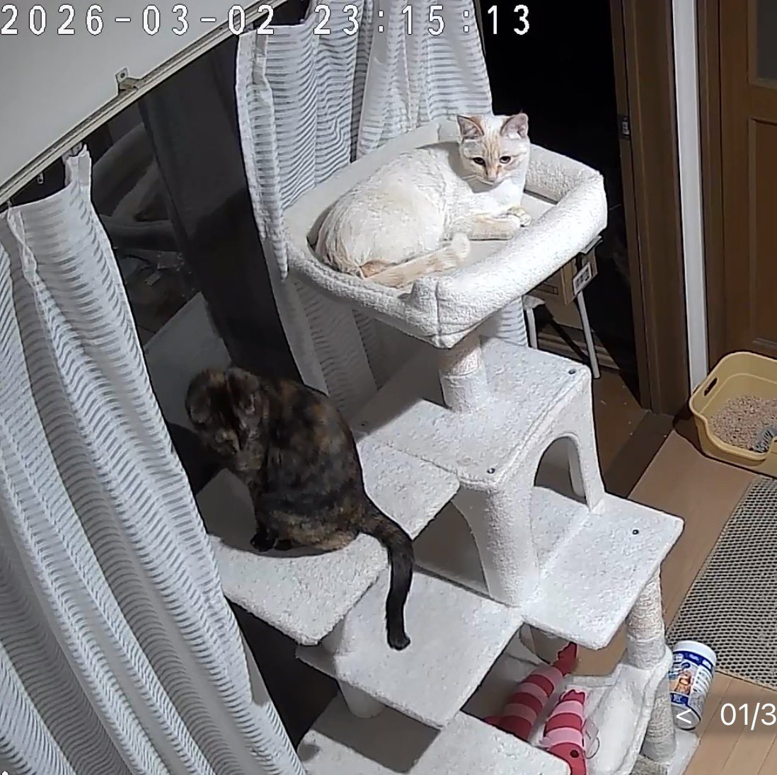 トカゥ tweet media