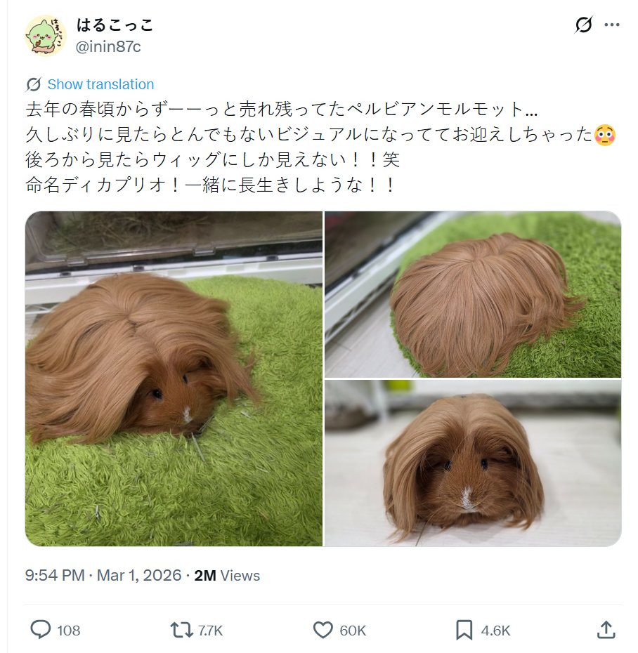 mrupperhand tweet media