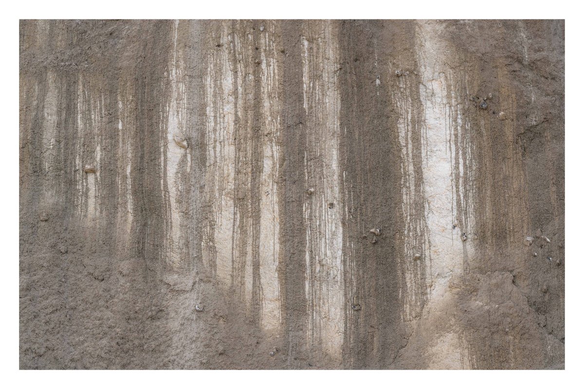 thatbloom tweet media