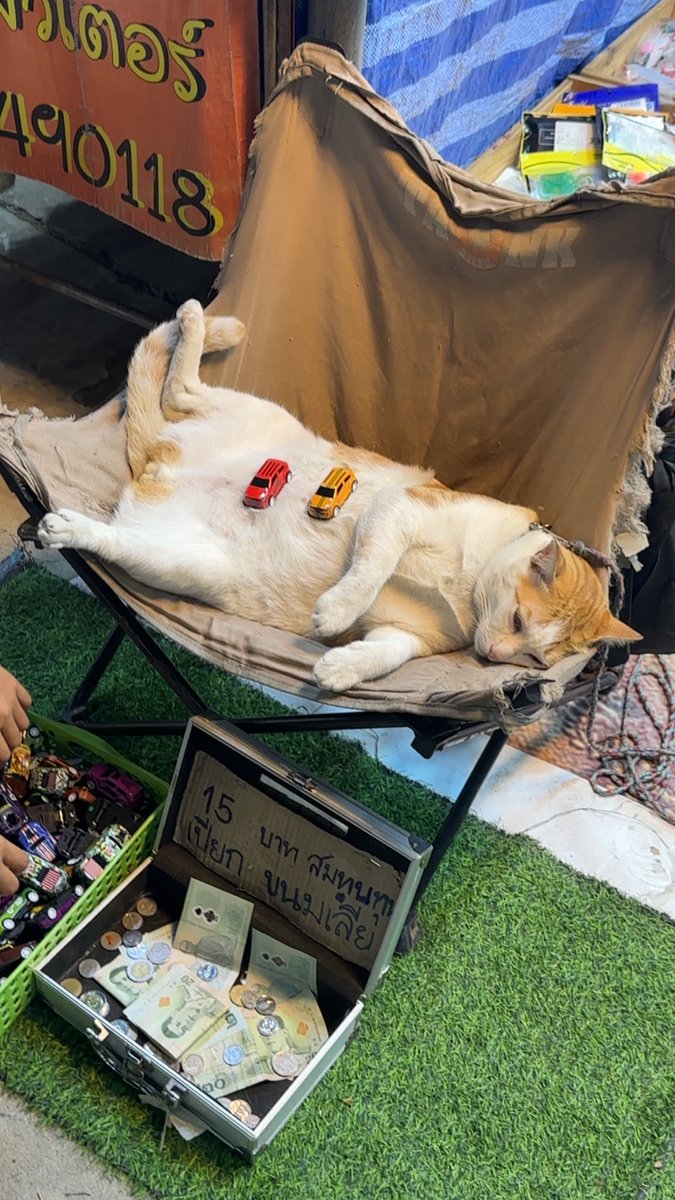 Wish I had the same aura this cat has