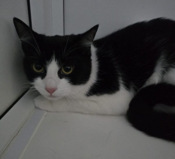 #InternationalCatRescueDay 

<a href="/AnimalsInNeedUK/">Animals in Need UK</a> #Northamptonshire 

Bella is a sweet girl aged around 12 months.  She is looking for a pet-free home where there are no young children.  A nice safe garden away from any busy roads is essential.

animals-in-need.org/animal/bella-1…