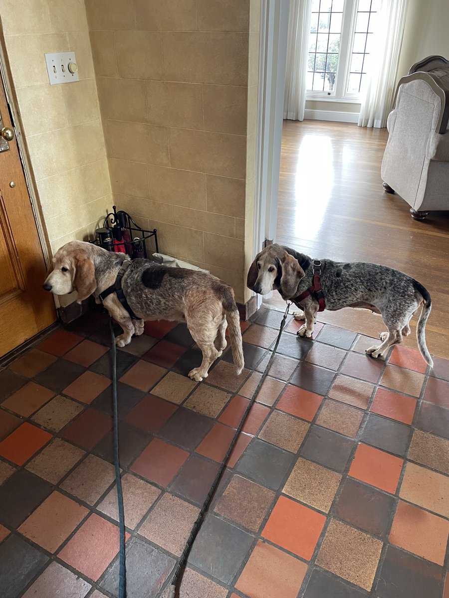 Even though they are quite senior (13 and 16 years old), they are always ready for walks. They are a fixture in the neighborhood. #bassethound #dogsofX #AdoptDontShop