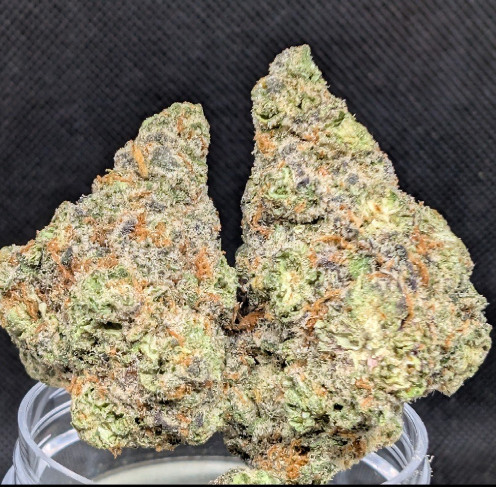 GIVEAWAY ALERT!
7 grams indoor blue sunset sherbet thca flower
Oz shake/smalls combo indoor+dep mix

Choosing 14 winners(8x 7 grams+6x oz shake)

Retweet and tag a friend to enter
Free shipping must be 21+ in age

Winners picked Friday 12 pm Eastern