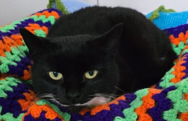 #InternationalCatRescueDay 

<a href="/AnimalsInNeedUK/">Animals in Need UK</a> #Northamptonshire 

Lulu: 10 yr old girl whose owner passed away.  Likes fuss on her terms. Prefer a home where she is given own space with no expectations for her to be a lap cat.  No other cats or dogs pls. 

animals-in-need.org/animal/lulu-2/