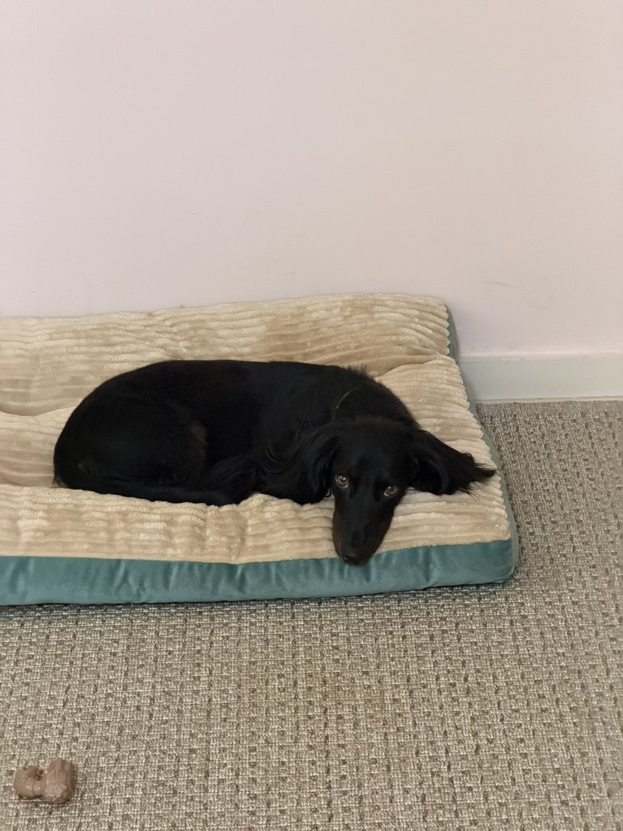 malupenteado's tweet photo. juro essa cachorra não condição NEHUNA https://t.co/CH5LhrP3rs