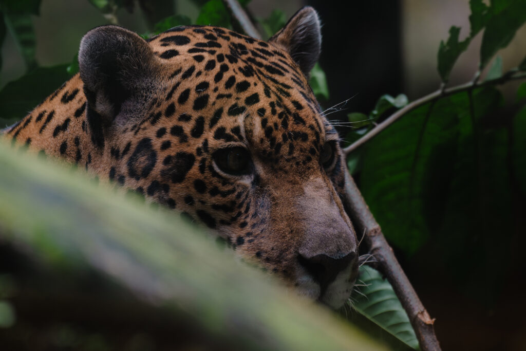 Permian Global tweet media