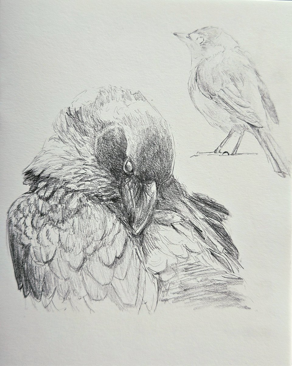 𝕮𝖊𝖑𝖎𝖙𝖔𝖘𝖊 tweet media