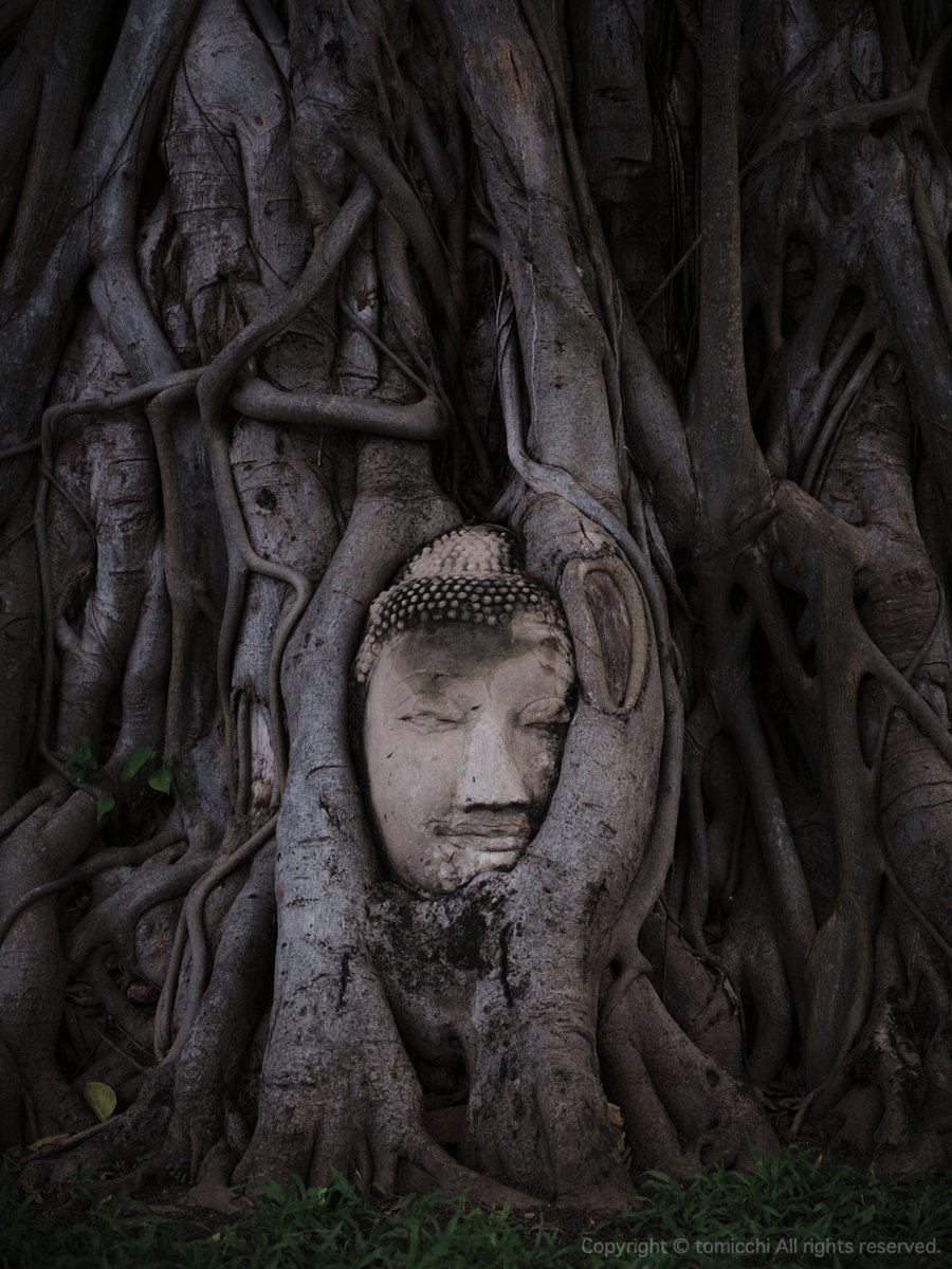 tomicchi1293's tweet photo. アユタヤでいちばん見ておきたかった遺跡へ
Ayutthaya,Thailand

FUJIFILM GFX100SII GF45-100mm F4
#WatMahathat #世界遺産 https://t.co/i0N2cbLheI