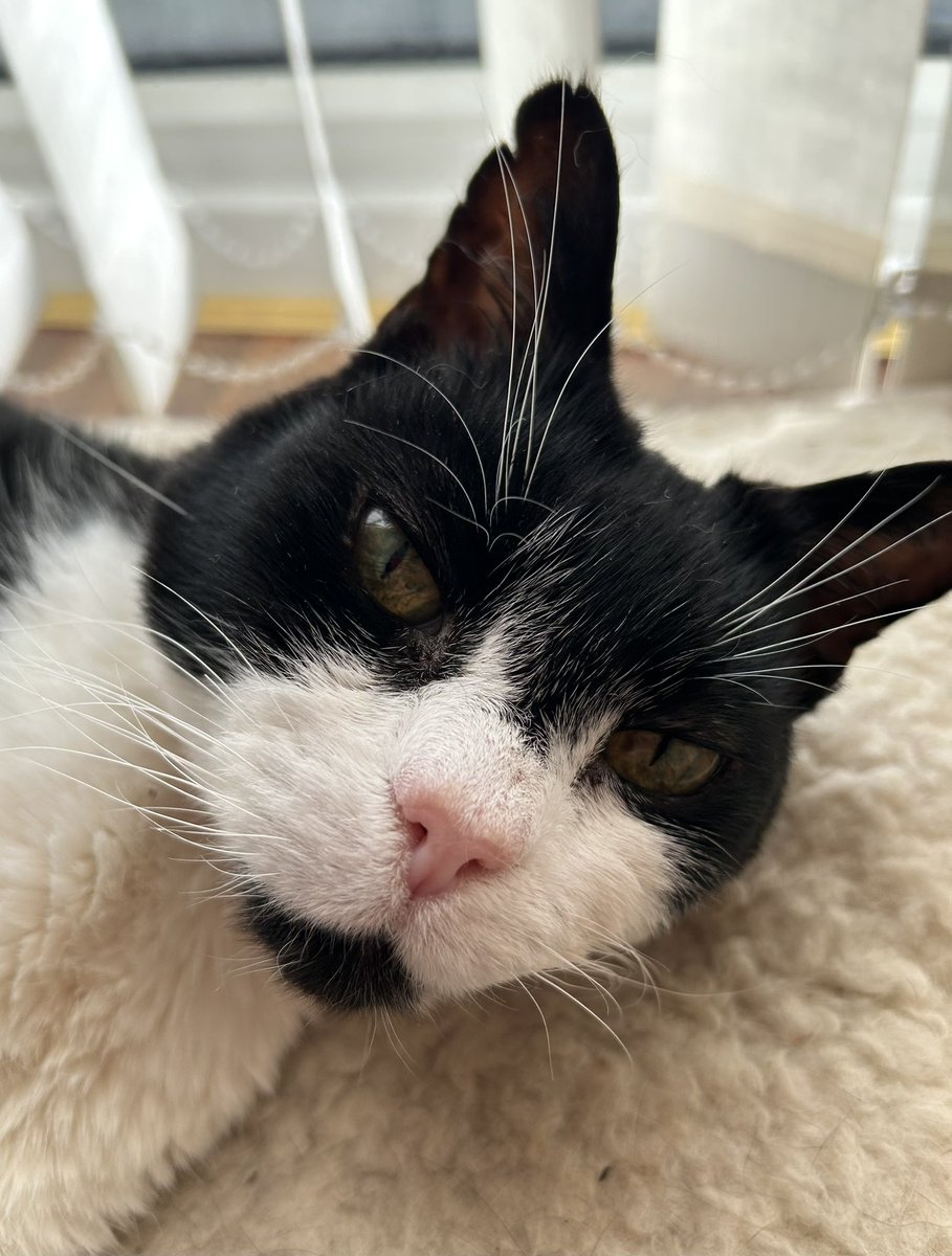 D.V. Catt tweet media