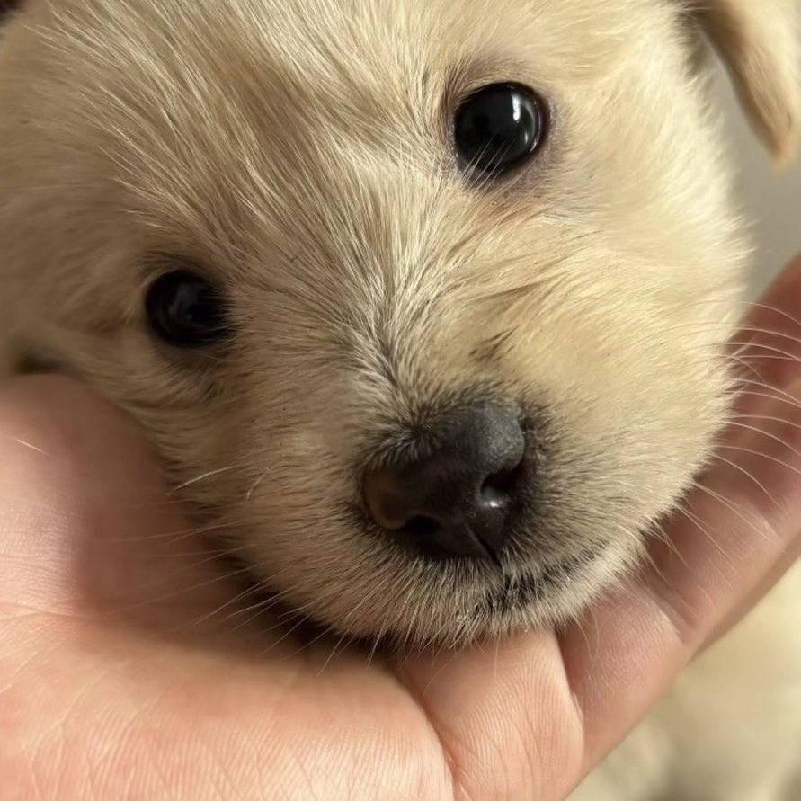 So cute and adorable puppy 🥰🤗🥰