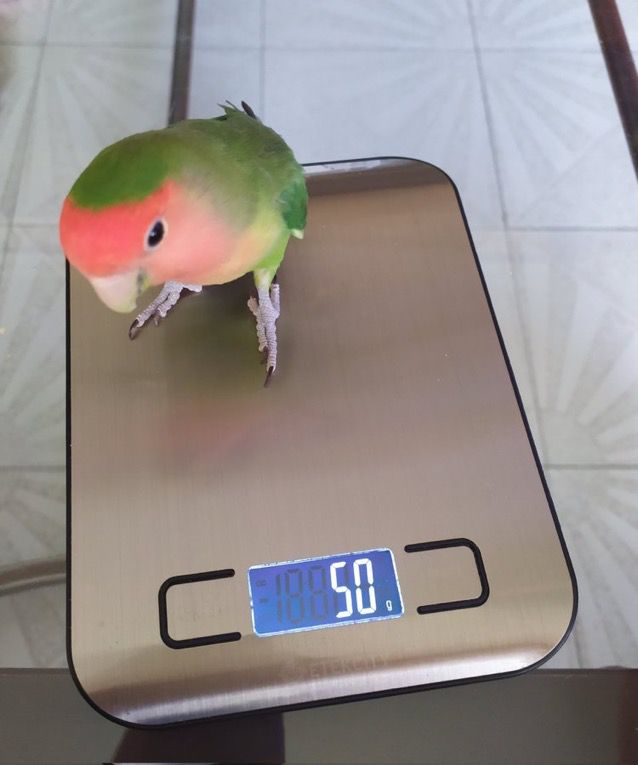 50 gramos de perico