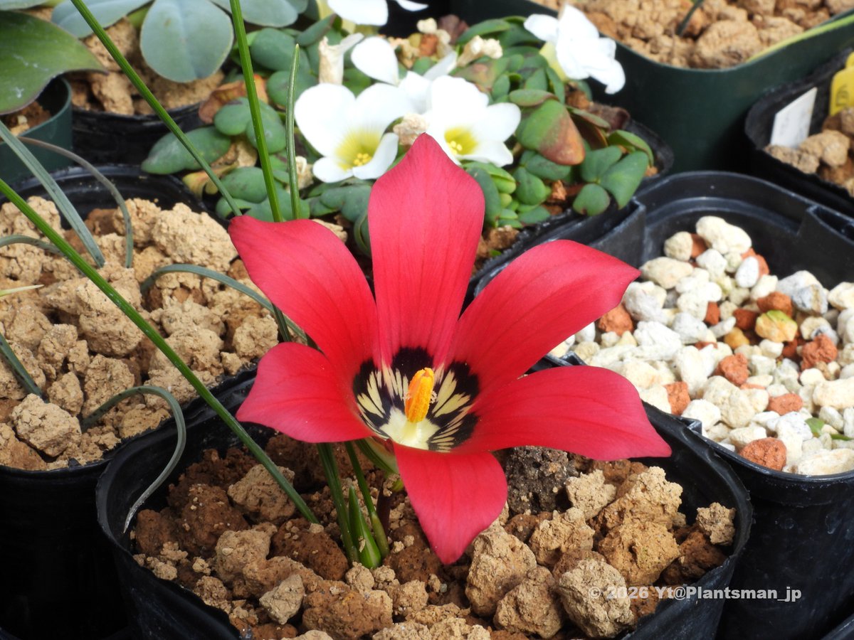 Plantsman_jp's tweet photo. #Romulea amoena
昨秋、バルボシルホ@ftggx215 様が譲ってくださった球根が咲きました✨ありがとうございました。
#ロムレア https://t.co/o4wRiGdsPB