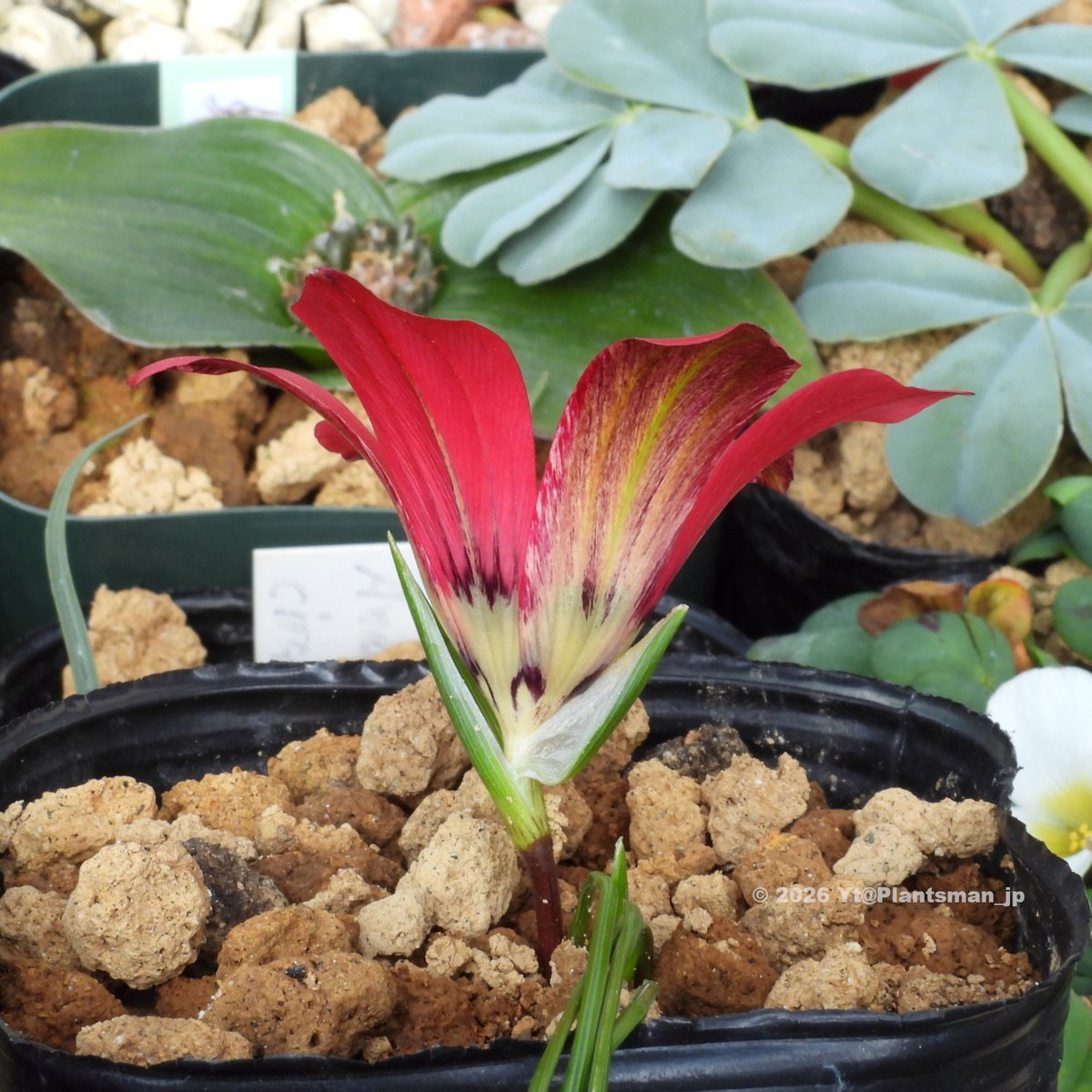 Yt (@Plantsman_jp) / Posts / X