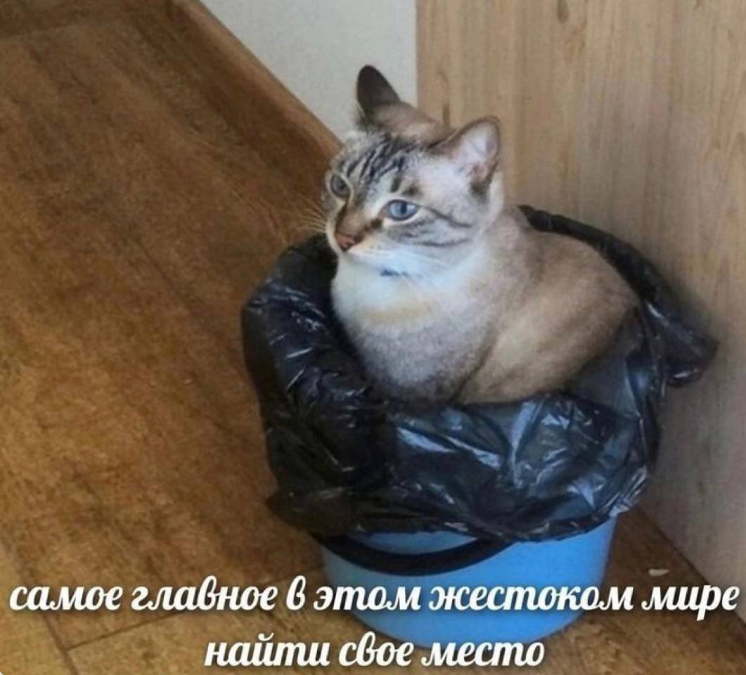 50pets's tweet photo. https://t.co/gT4Uiy1XAD
