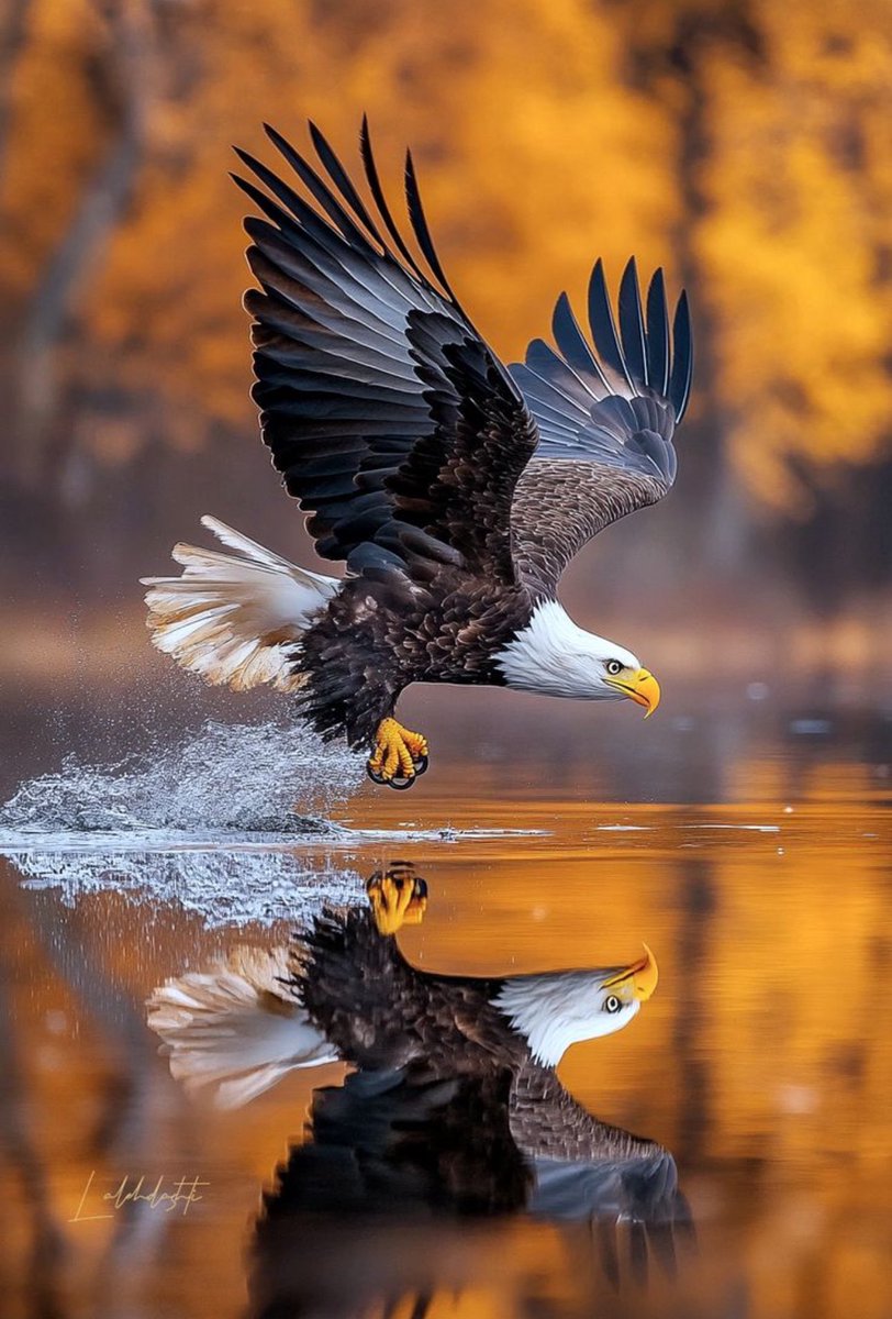 USA 🇺🇸🇺🇸🇺🇸