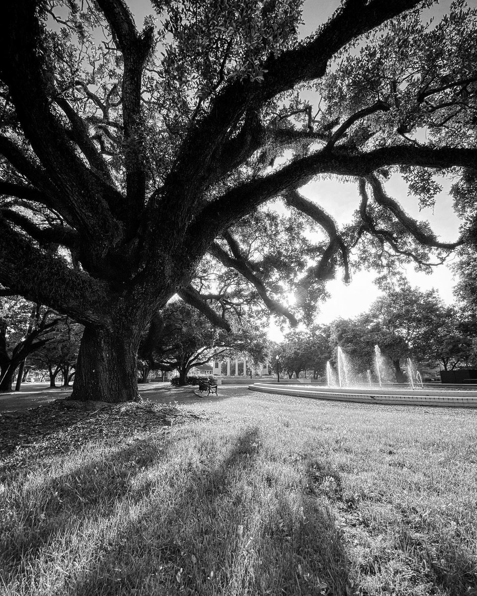 Visit Mobile 🌺 tweet media