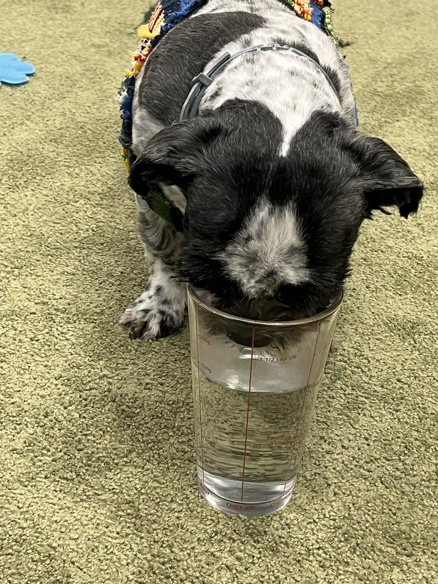 산책돌고 집와서 물떠다가 바닥에 앉아서 컵내려두니까 땡고가 당연하단듯이 내컵에 코박고 물마심 아황당해 본인물그릇까지가기귀찮아서.. 하 컵에 습기찬거 킹받네요