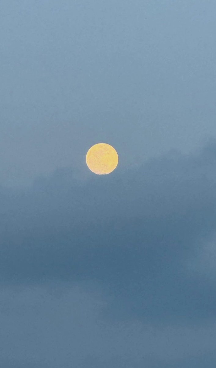 😺😽Maria😽😸 マリア (@mariasikula) on Twitter photo 