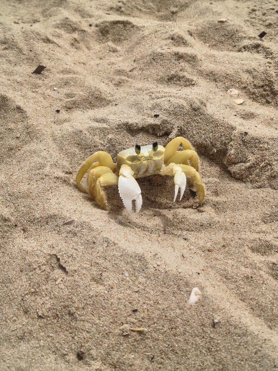 gagaiusss's tweet image. gente olha esse caranguejo shiny que eu achei estou apaixonado ele é amarelinho lindo mds