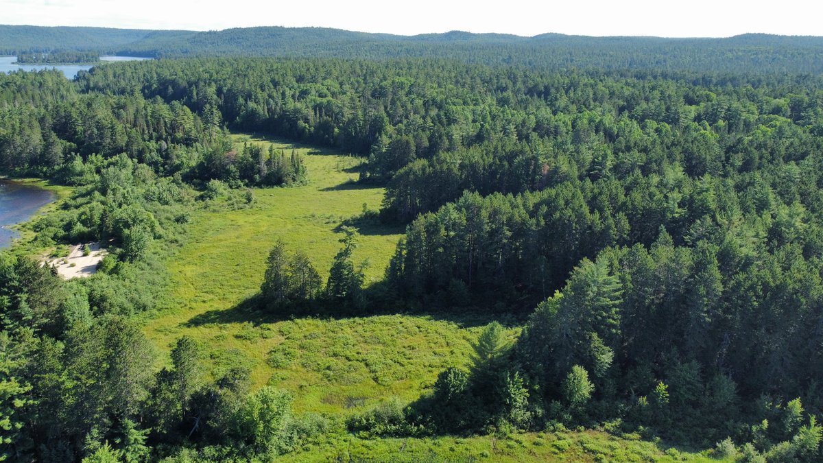 Algonquin Provincial Park tweet media