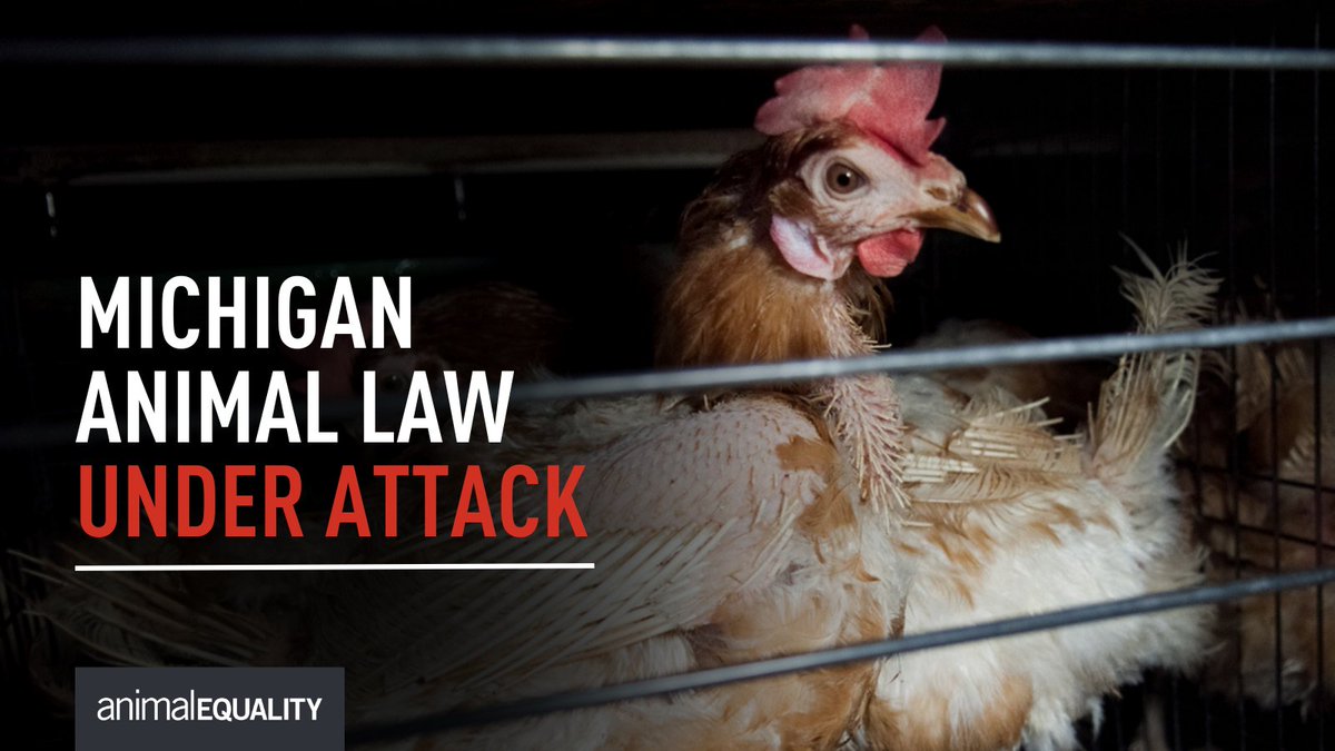 Animal Equality tweet media