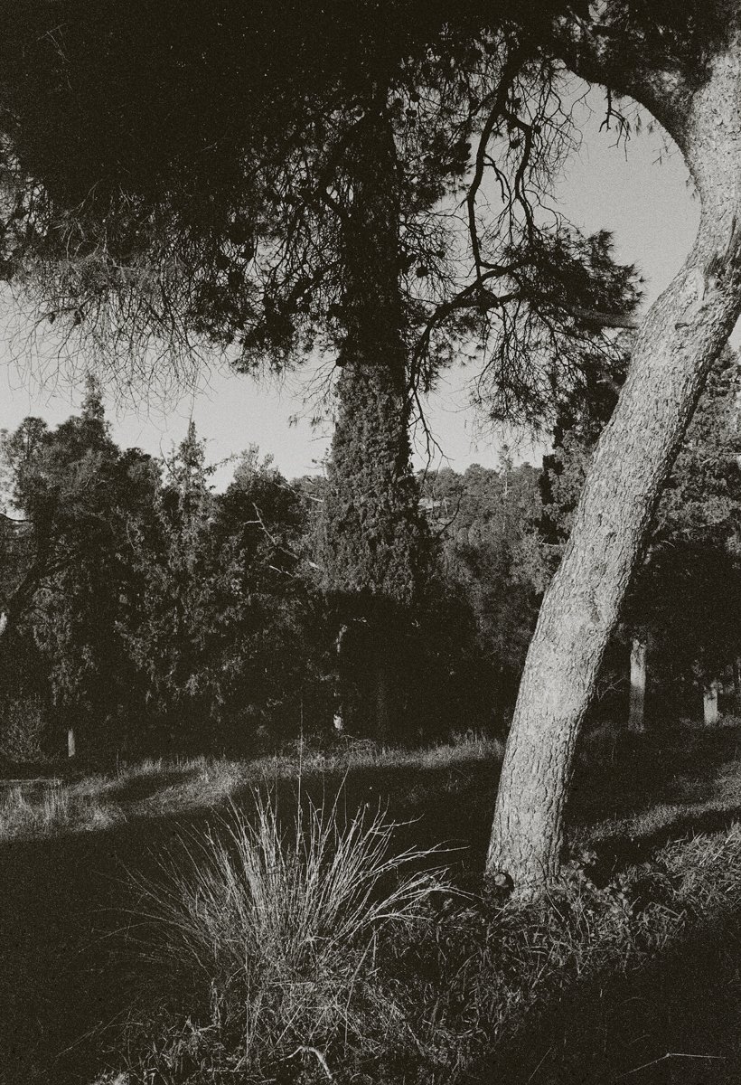#περιαστικόδάσος #Θεσσαλονίκη
#suburbanforest #Thessaloniki
#forestscape #treeportrait
#πεύκο #pine #ΣέιχΣου
#κυπαρίσσι #cypress
#chemicalphotography
aka #analogphotography
#monochromaticphotography
#blackandwhitephotography
#foma pan200 #35mm
#slr #rodinal #R09
📷ΣΔ [2025]