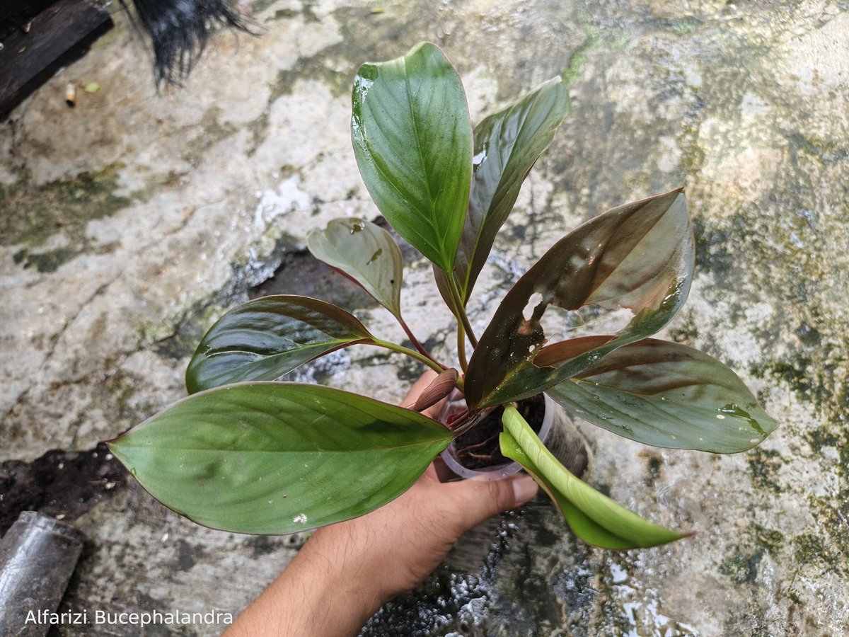 Homalomena sp. I call it homalomena new species kapuas 🌿 Bring