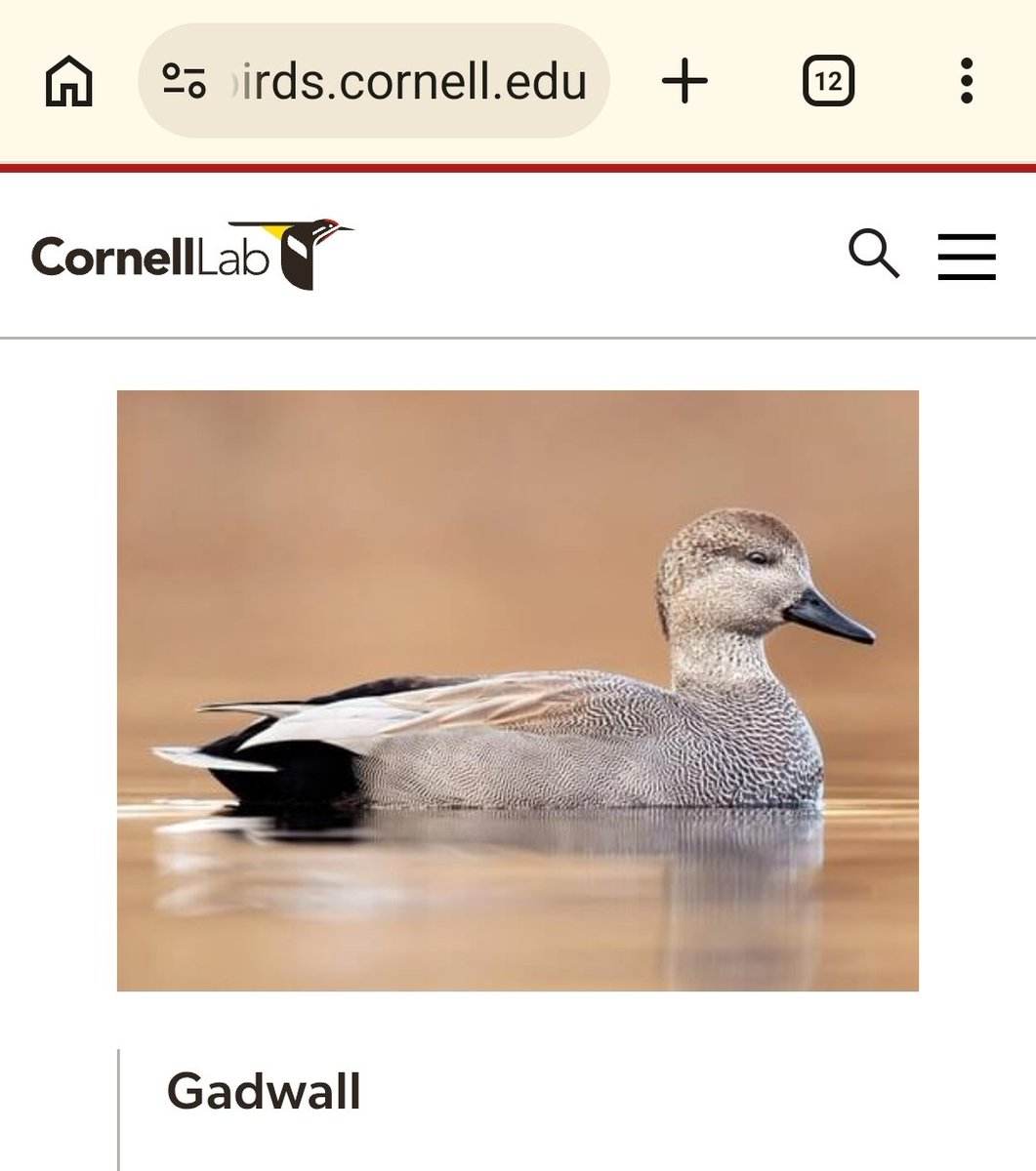 PortSideNY's tweet photo. Good morning!  Today's waterfowl seen from the #MaryWhalen: male red breasted merganser, male gadwall duck. Our rockstar last week was a male bufflehead (we got questions). Photos from @CornellBirds. Go there for more photos, info, recordings of bird. 🤩💛💚💙🦆

We are again trying to get permission from the @NYCEDC to turn the weed patch south of the Mary Whalen into a nature center with amenities for birds,   pollinators, etc. and smart cams so you can learn more about our urban, waterfront wildlife while supporting it.  If you want that, please drop a comment.