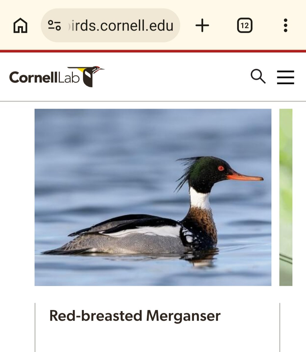 PortSideNY's tweet photo. Good morning!  Today's waterfowl seen from the #MaryWhalen: male red breasted merganser, male gadwall duck. Our rockstar last week was a male bufflehead (we got questions). Photos from @CornellBirds. Go there for more photos, info, recordings of bird. 🤩💛💚💙🦆

We are again trying to get permission from the @NYCEDC to turn the weed patch south of the Mary Whalen into a nature center with amenities for birds,   pollinators, etc. and smart cams so you can learn more about our urban, waterfront wildlife while supporting it.  If you want that, please drop a comment.