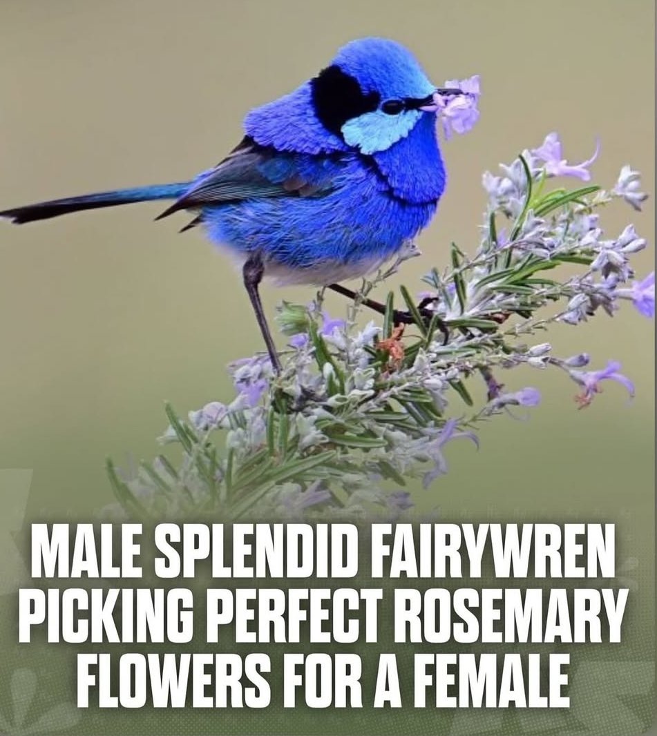 microplastics rectifier tweet media