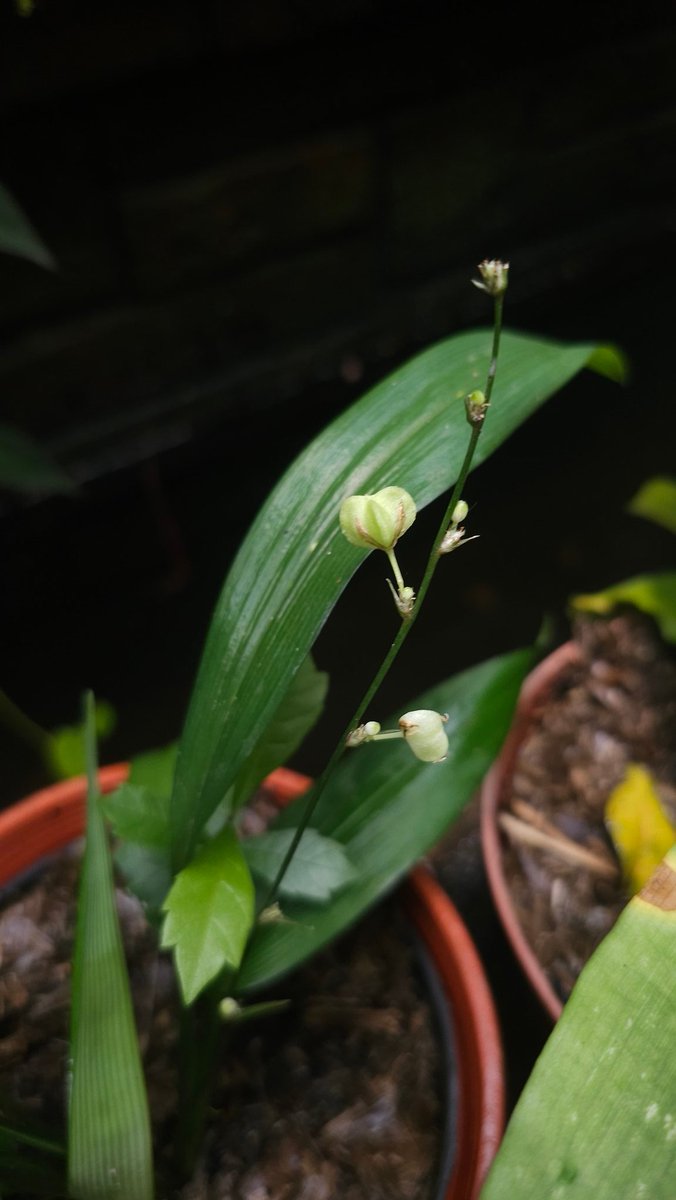 GM , let's grow good things