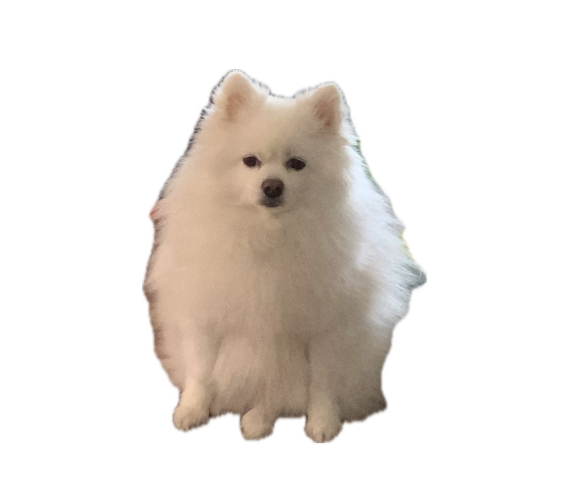 우리집 강아지 앞다리가 3개인데 어쩌죠